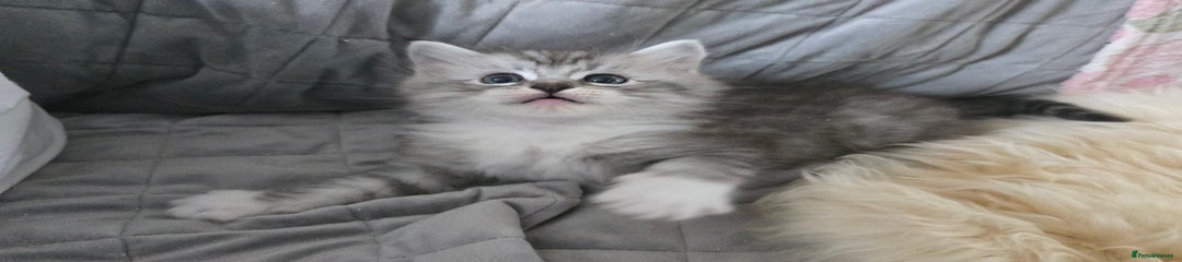 Maine Coon Kitten Napoleon 