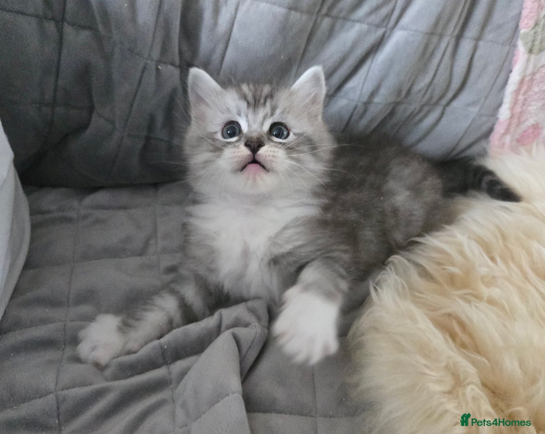 Maine Coon cats for sale: Stunning GCCF Maine Coon babies - Image 20