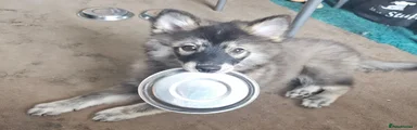 Pomsky 2