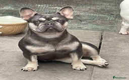 French Bulldog dogs for sale:  French Bulldog beautiful litter of boys and girls - Image 12