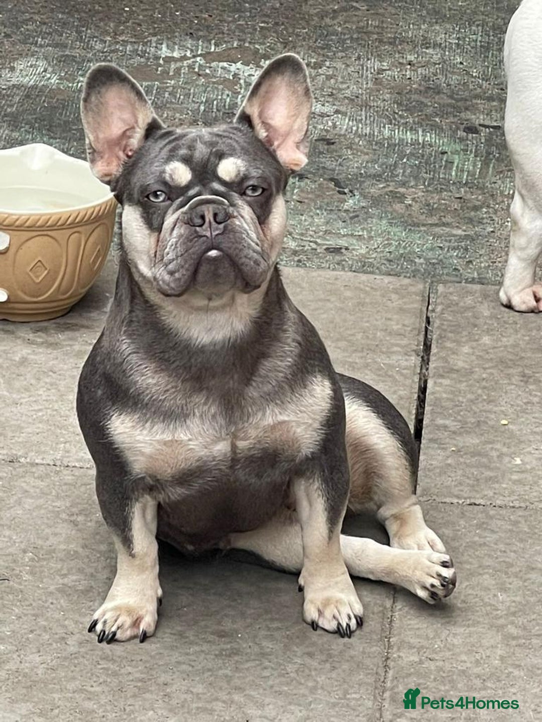 French Bulldog dogs for sale:  French Bulldog beautiful litter of boys and girls - Image 12