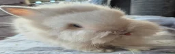 Lionhead rabbits for sale: Double maned Lionhead babies ready now  - Advert 4