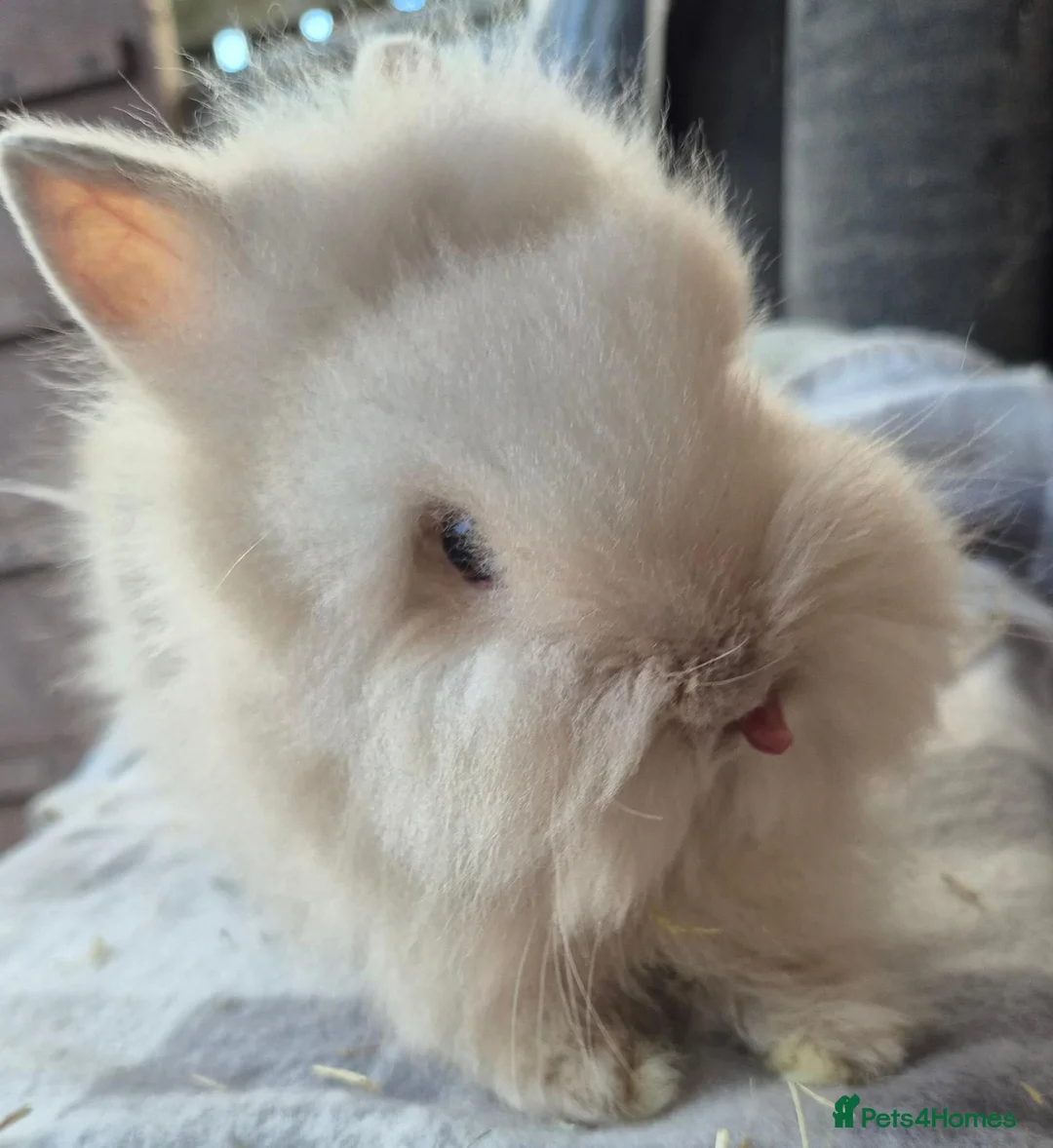 Lionhead rabbits for sale: Double maned Lionhead babies ready now  - Advert 4