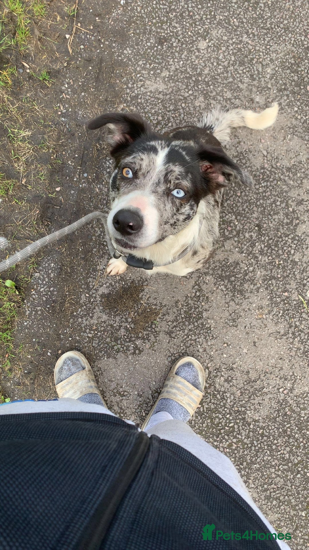 Border Collie dogs for sale: Blue merle border collie - Image 5