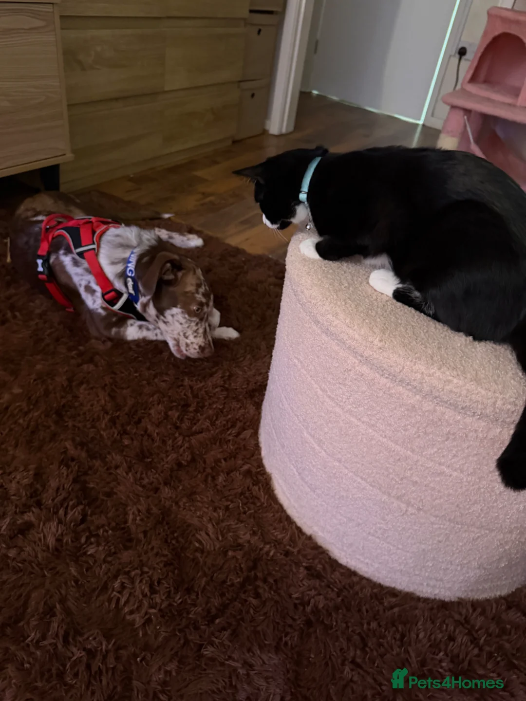 Borador dogs for sale: 5 month Borador  - Advert 1