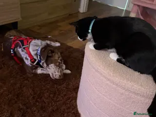 Borador dogs 5 month Borador - Advert 5