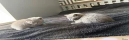 British Shorthair cats for sale: Pure British shorthair kittens - Advert 27