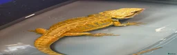 Bearded Dragon reptiles for sale: FEMALE Yellow blue bar  - Advert 2