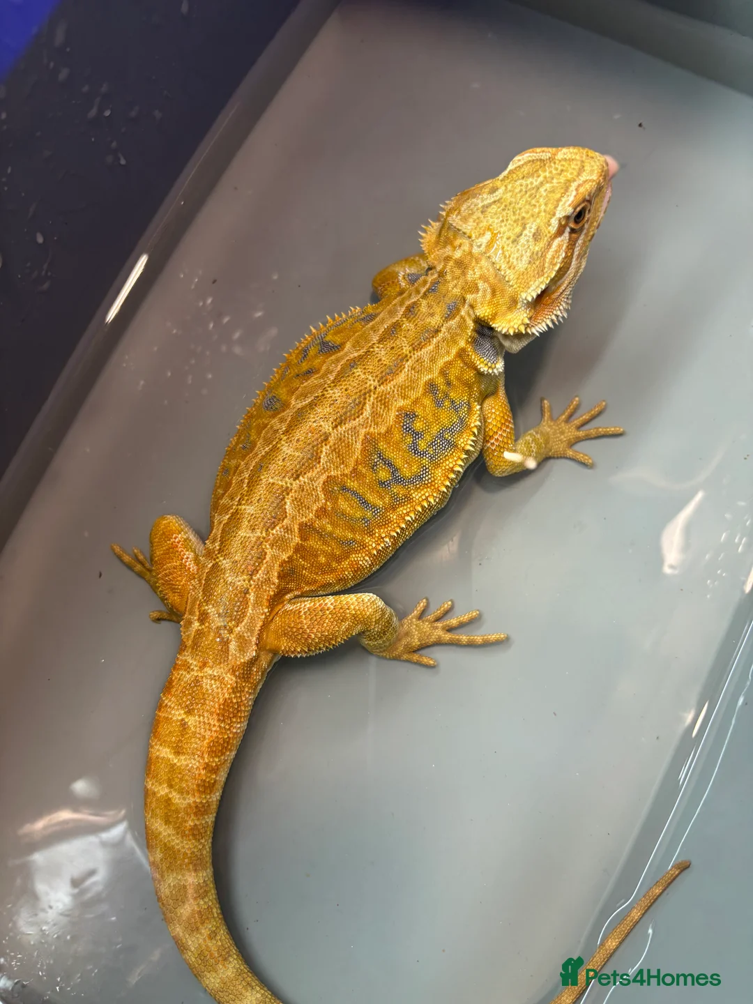 Bearded Dragon reptiles for sale: FEMALE Yellow blue bar  - Advert 2