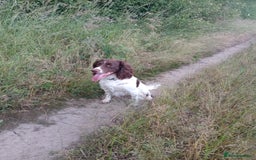 Sprocker dogs for sale: Sprocker - Image 1