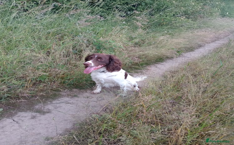 Sprocker dogs - Advert 1