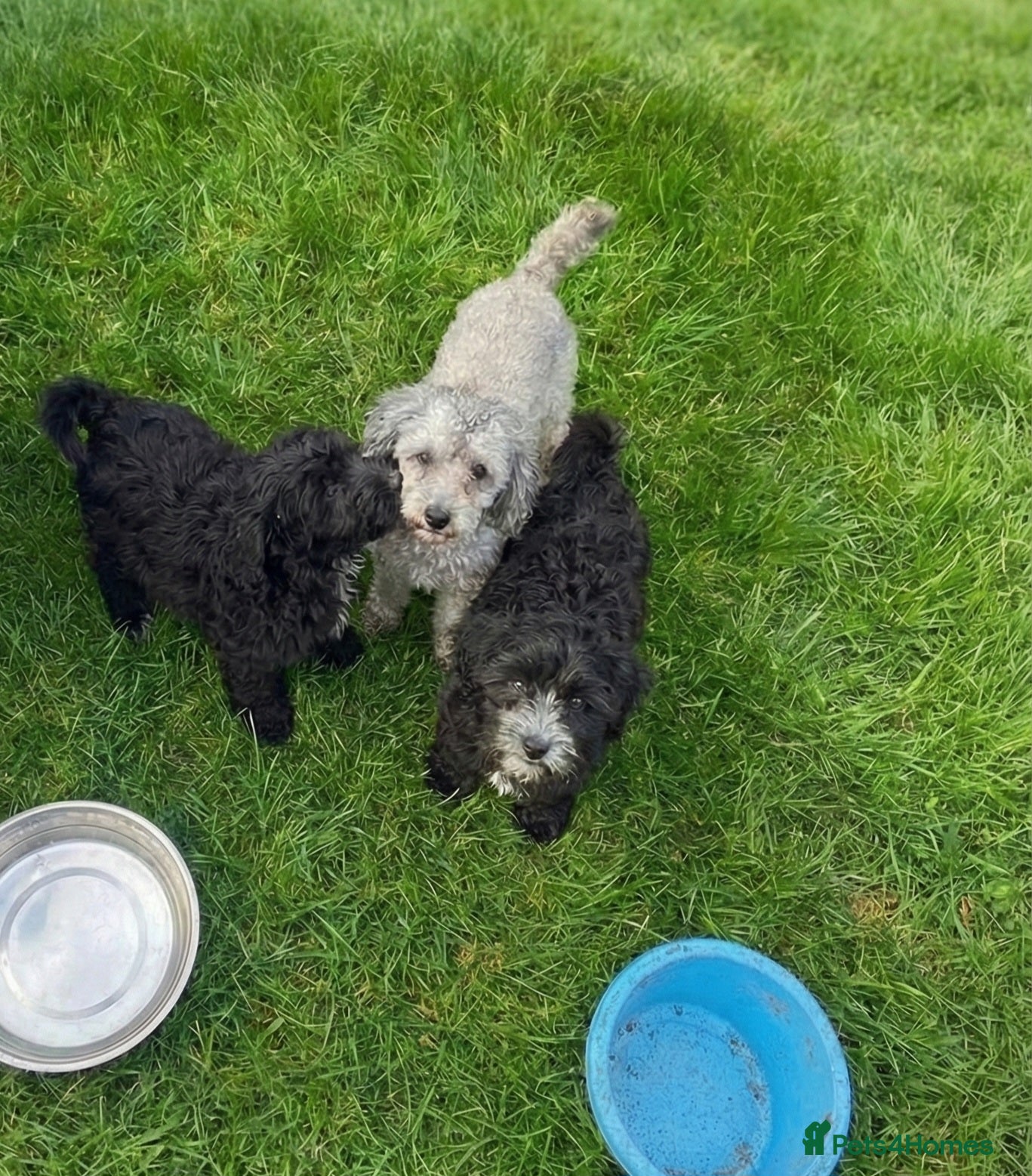 Cockapoo dogs F1 cockerpoo puppies girls - Advert 3