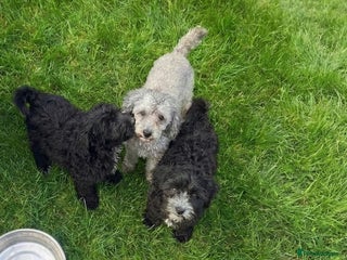 Cockapoo dogs F1 cockerpoo puppies girls - Advert 3