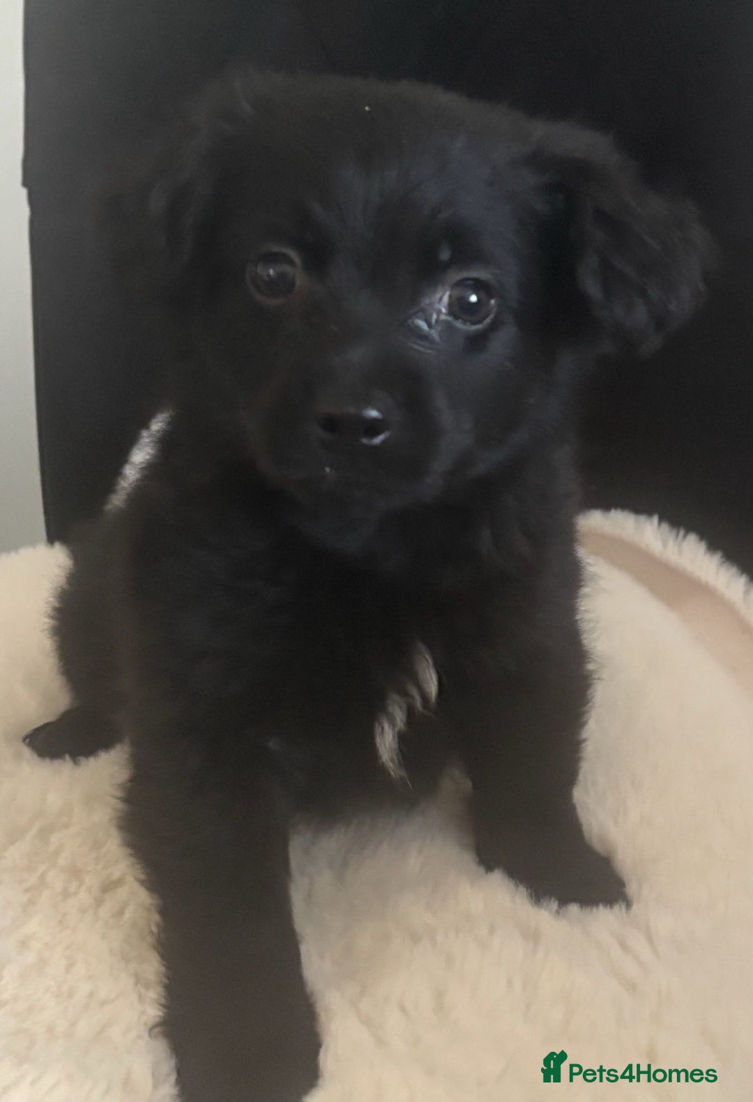 Mixed Breed dogs for sale: Cockeranians - Advert 5