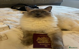 Ragdoll cats for sale: 5 year old Ragdoll cat - Image 11