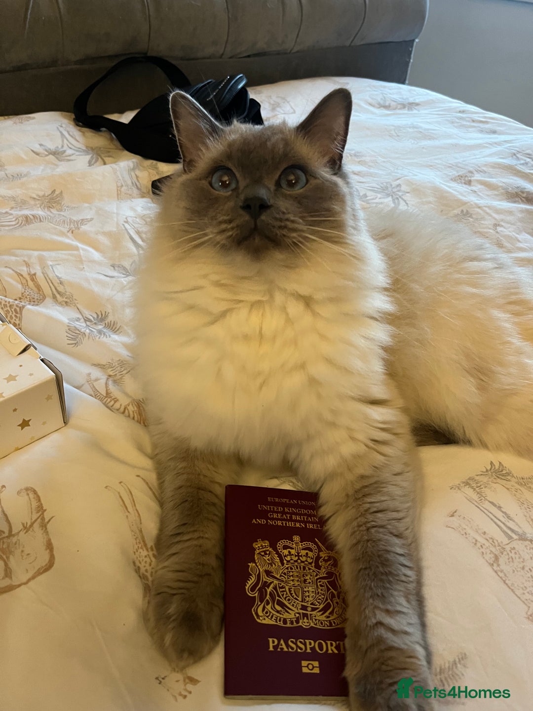 Ragdoll cats for sale: 5 year old Ragdoll cat - Image 11