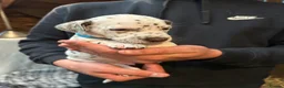 Dalmatian dogs for sale: Dalmatian puppies  in Okehampton - Advert 24