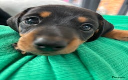 Mixed Breed dogs for sale: Black and Tan male miniature Dachshund  - Image 3
