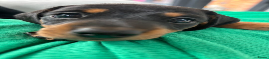 Mixed Breed Puppy 3