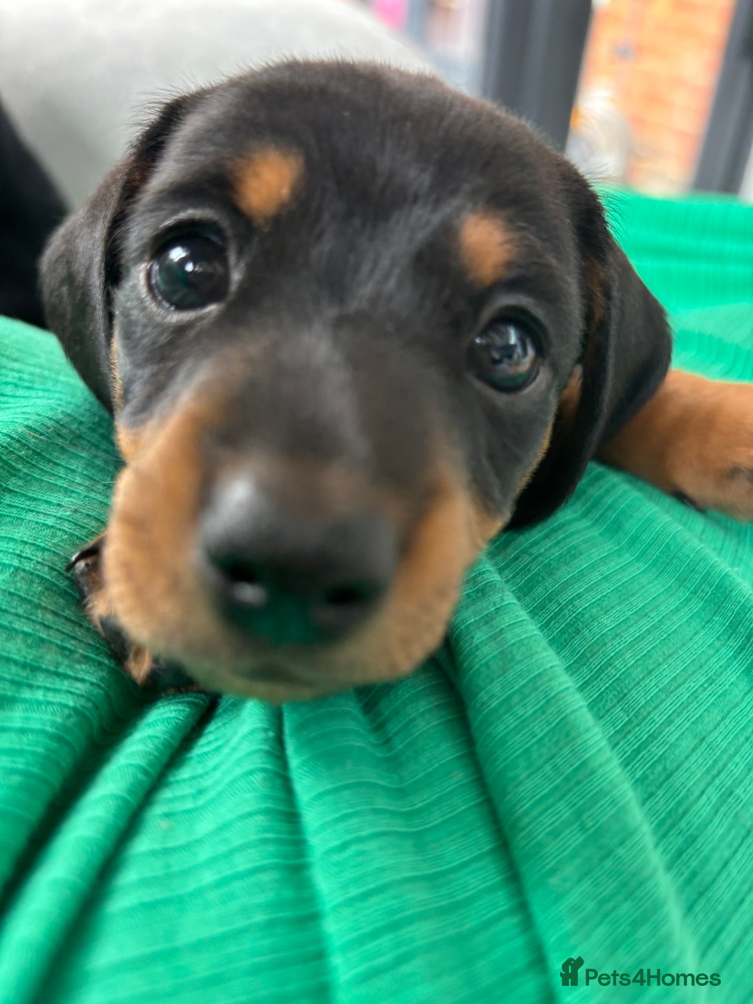 Mixed Breed dogs for sale: Black and Tan male miniature Dachshund  - Image 3
