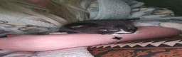 Mixed Breed cats for sale: Beautiful black and white boy  - Advert 3