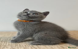 British Shorthair cats for sale: Charming GCCF British Shorthair Kittens 🐈‍⬛  - Image 10