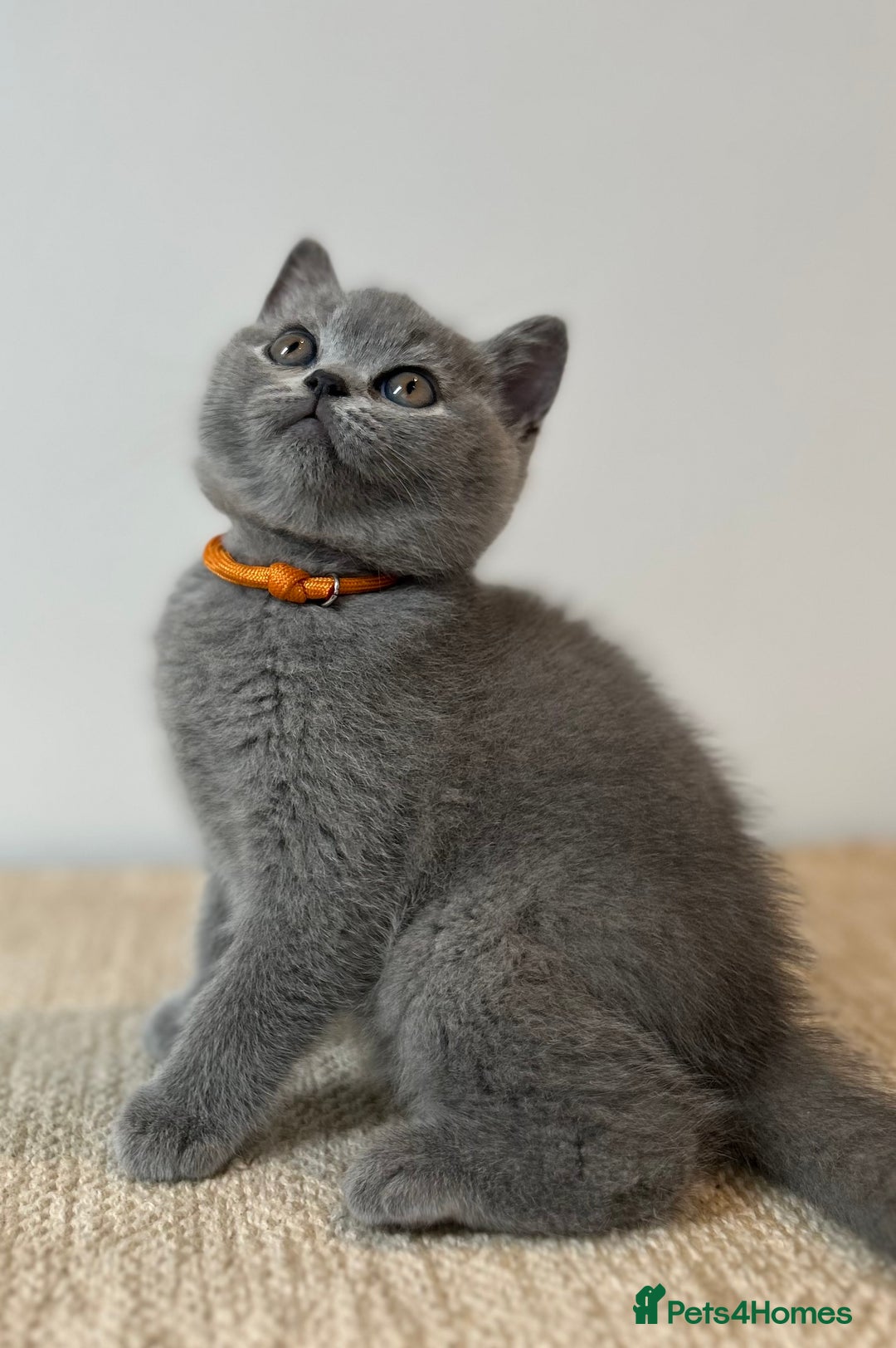 British Shorthair cats for sale: Charming GCCF British Shorthair Kittens 🐈‍⬛  - Image 10