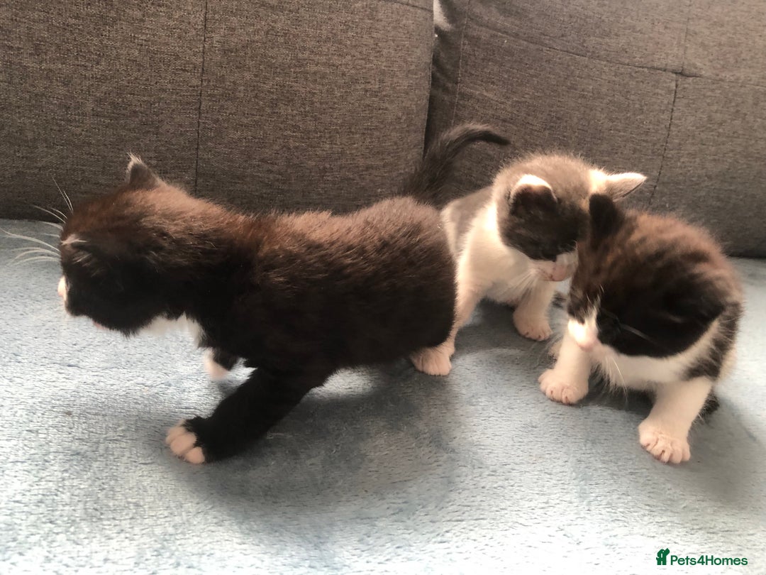 Mixed Breed cats for sale: 5 kittens for sale - Advert 4