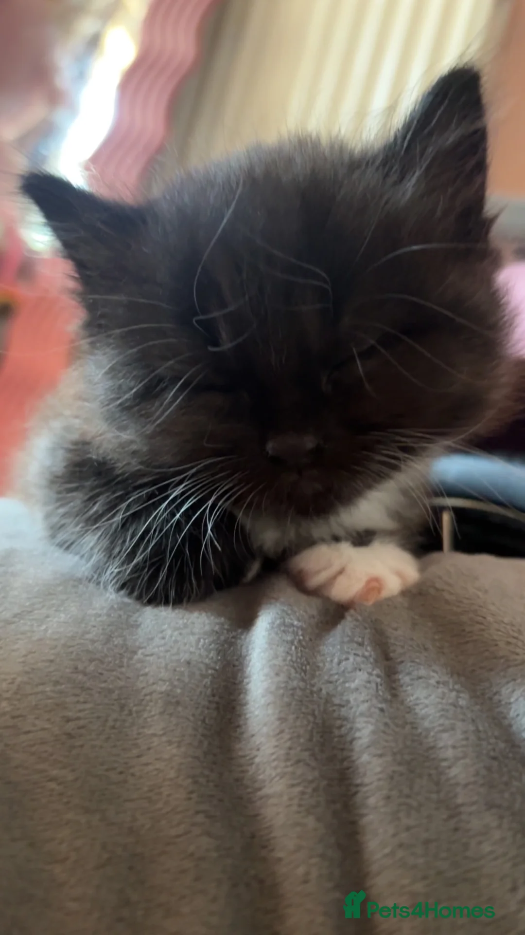 Mixed Breed cats for sale: Half Scottish Fold Kittens - Advert 7
