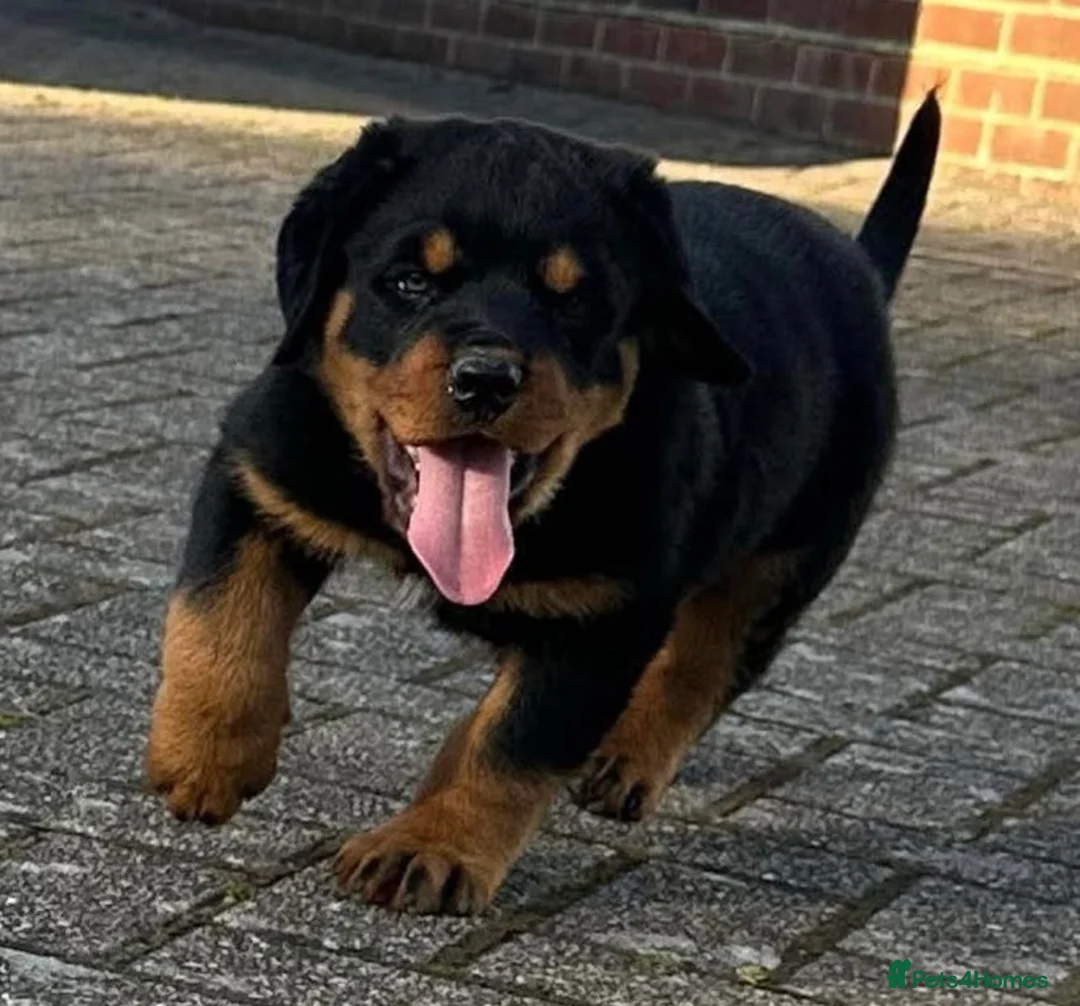 Rottweiler dogs for sale: Stunning German Rottweiler puppies - Advert 25