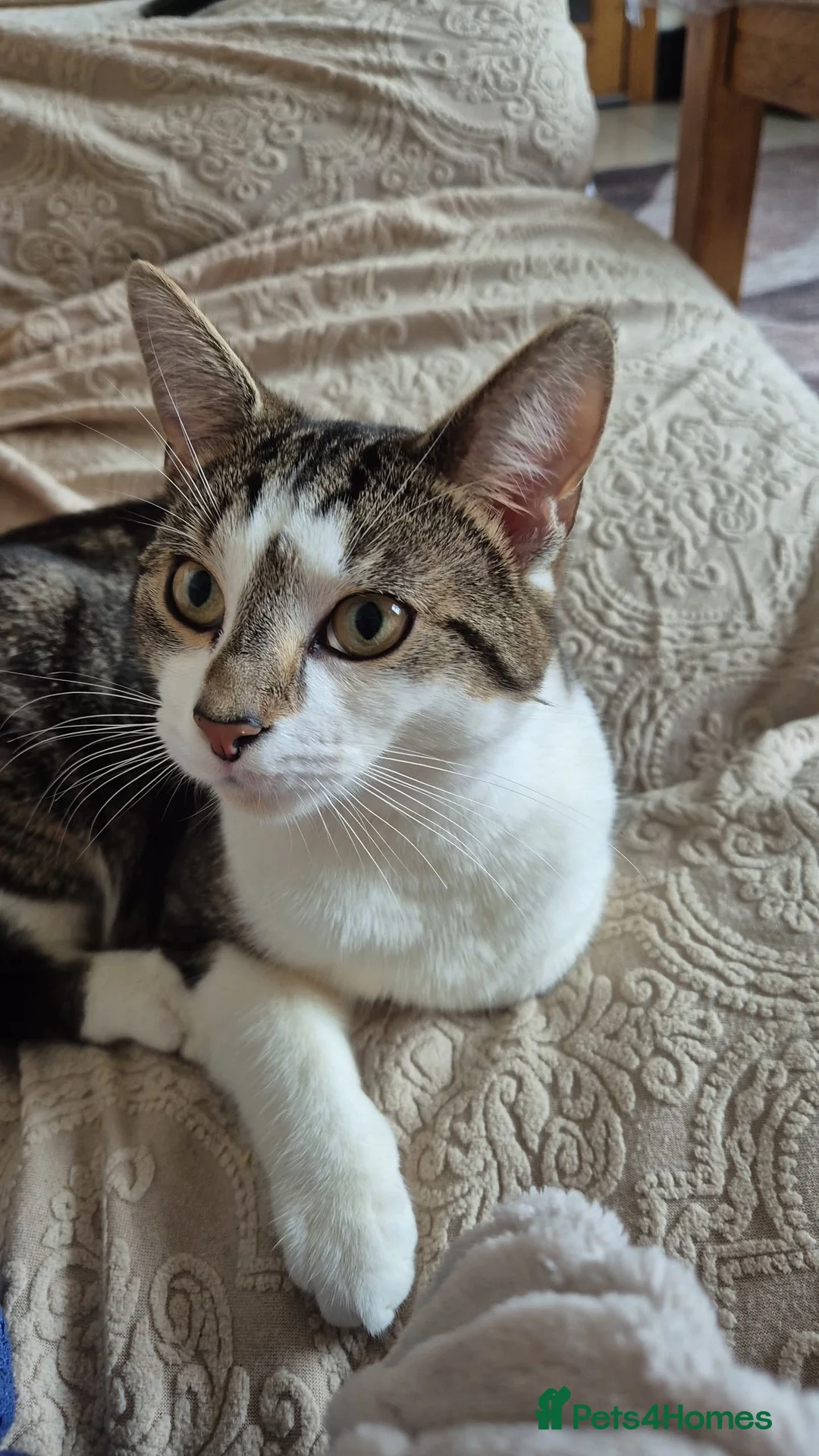 Tibetan cats for sale: Beautiful male cat - Advert 3