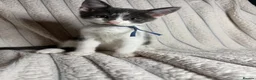 Mixed Breed cats for sale: 🐾 Last 2 Kittens Looking for Loving Homes! 🐾 - Advert 11