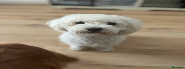 Teddy