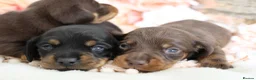 Miniature Dachshund dogs for sale: KC Miniature Dachshund Puppies - Advert 9