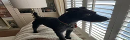 Patterdale Terrier dogs for stud: Patterdale Terrier  in Liverpool - Advert 1