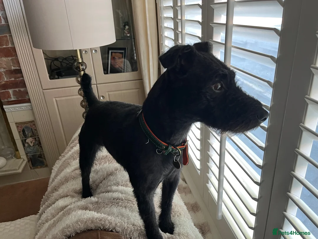 Patterdale Terrier dogs for stud: Patterdale Terrier  in Liverpool - Advert 1