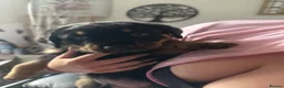 Rottweiler dogs for sale: Stunning pups 3 rare - Advert 11