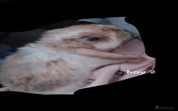 Mini Lop rabbits for sale: 6 beautiful mini lops, 3 girls 3 boys - Image 11