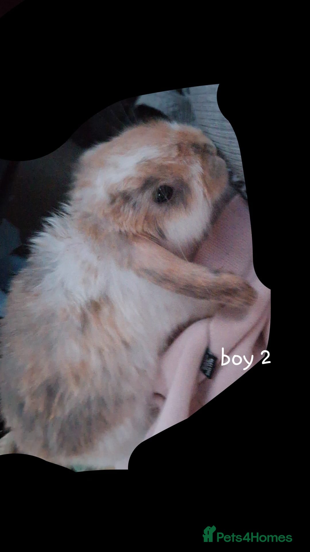 Mini Lop rabbits for sale: 6 beautiful mini lops, 3 girls 3 boys - Image 11