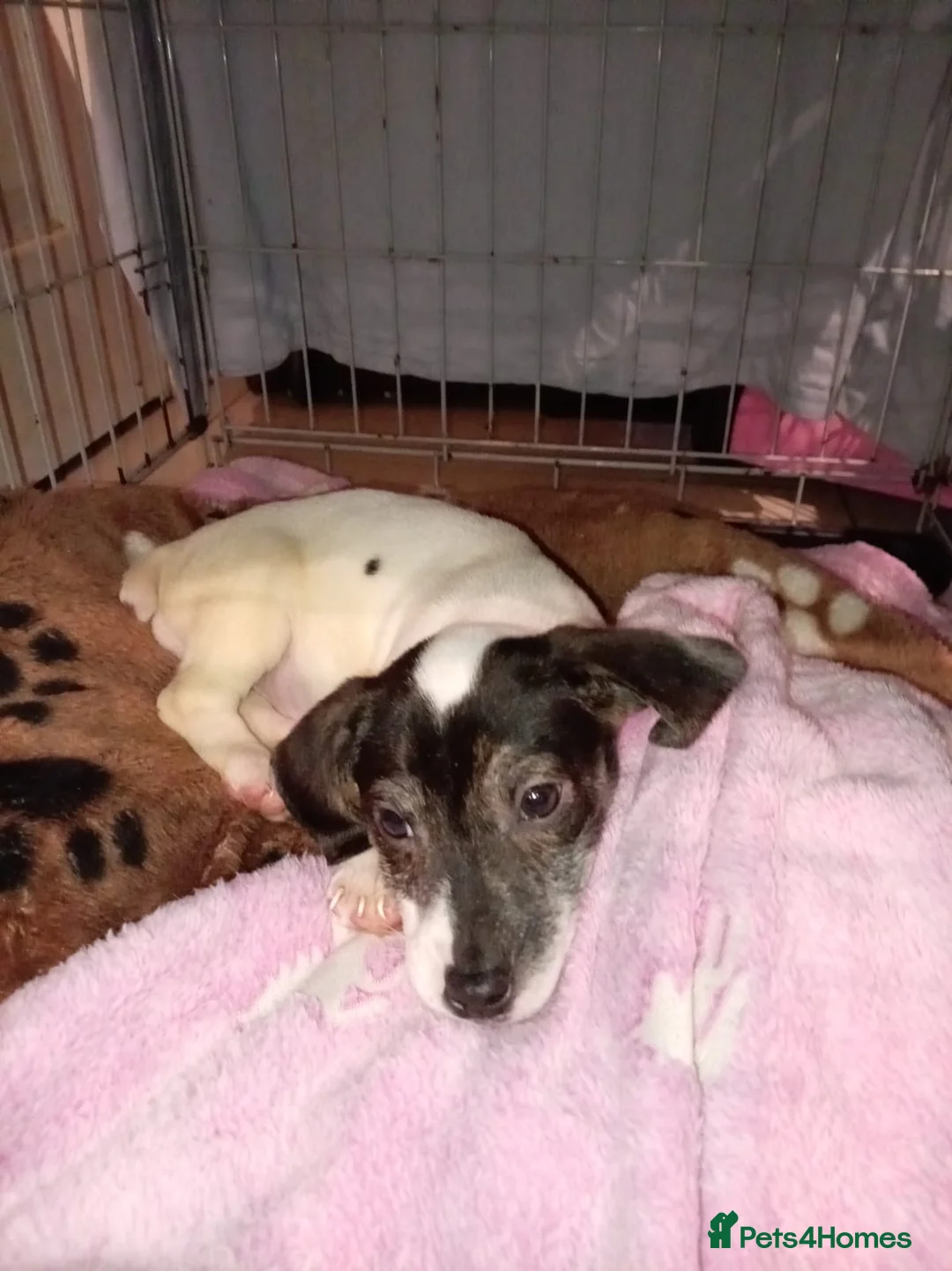 Mixed Breed dogs for sale: Beagle X Jack Russell  puppys  - Advert 10