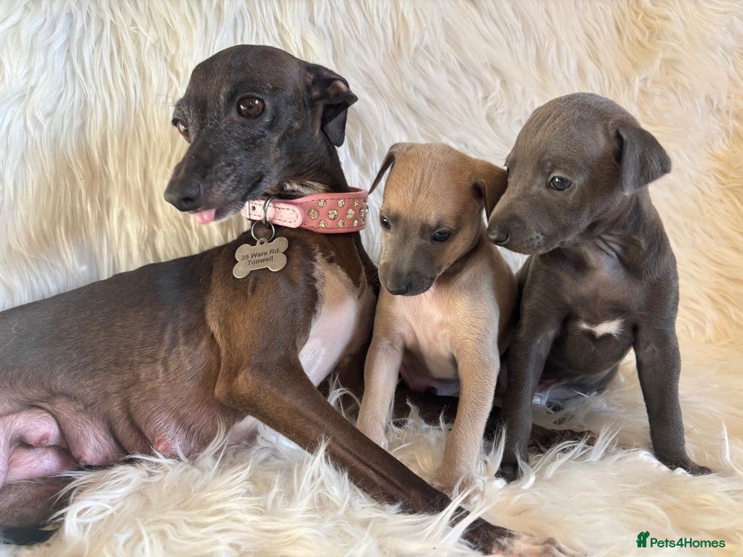 Italian Greyhound dogs for sale: 2 Italian Greyhound Boys  - Image 17