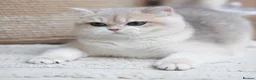 British Shorthair cats for sale: Exceptional Golden British Shorthair – NY 11 33 - Advert 6