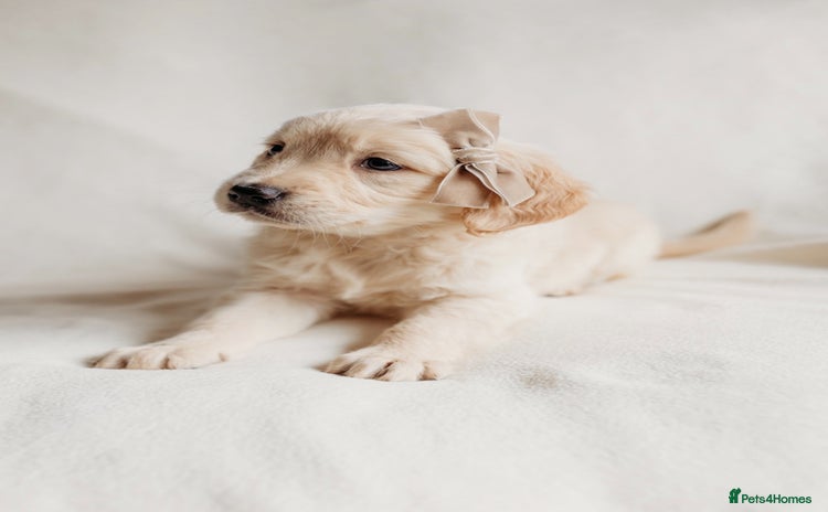 Golden Retriever dogs - Advert 3