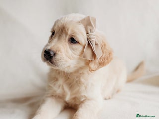 Golden Retriever dogs - Advert 5