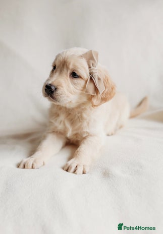 Golden Retriever dogs - Advert 2