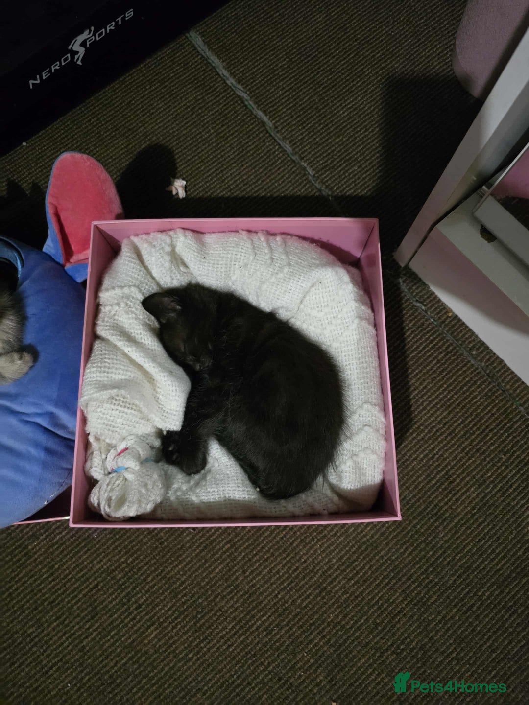 Mixed Breed cats for sale: Adorable Ragdoll Mix Kittens  - Image 13