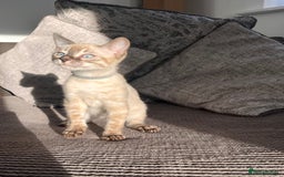 Bengal cats for sale: Stunning full pedigree bengal kittens  - Image 27