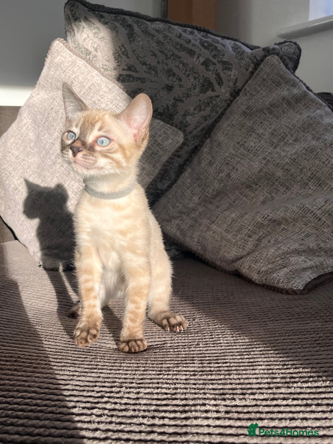 Bengal cats for sale: Stunning full pedigree bengal kittens  - Image 27