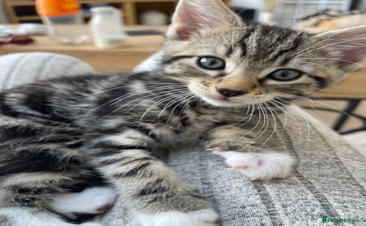 Mixed Breed cats - Advert 5