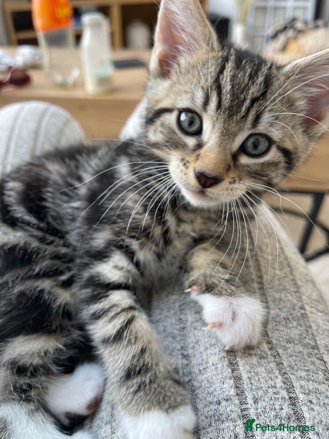 Mixed Breed cats for sale: 3 12-week old kittens available - Image 1